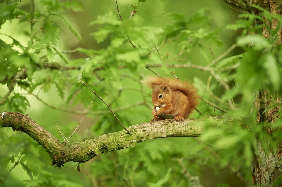 State Of Nature Report Shows Scotland s Wildlife Continues To Decline state-of-nature-report-shows-scotland-s-wildlife-continues-to-decline